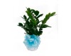ZZ Plant